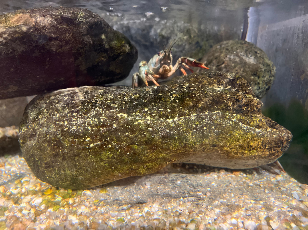 Aquarium Oniria-卡内鲁西永必去景点