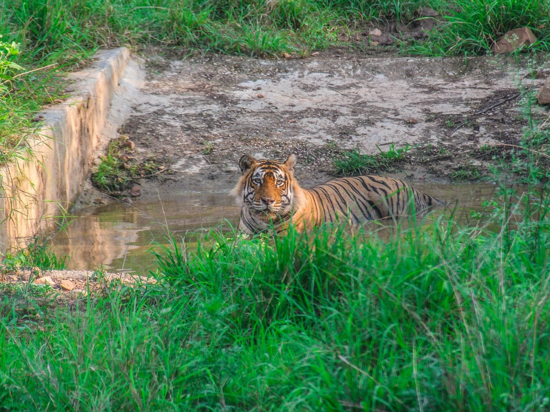 Sariska Tiger Reserve-阿尔瓦必去景点