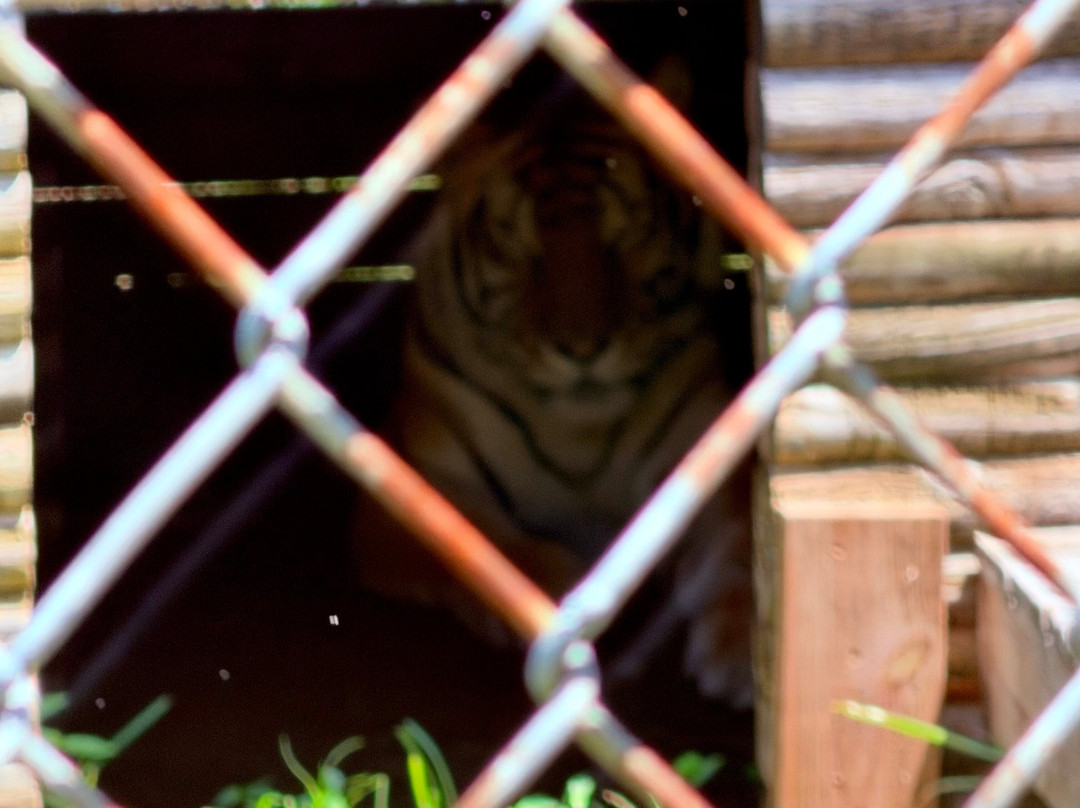 Catty Shack Ranch Wildlife Sanctuary-杰克逊维尔必去景点