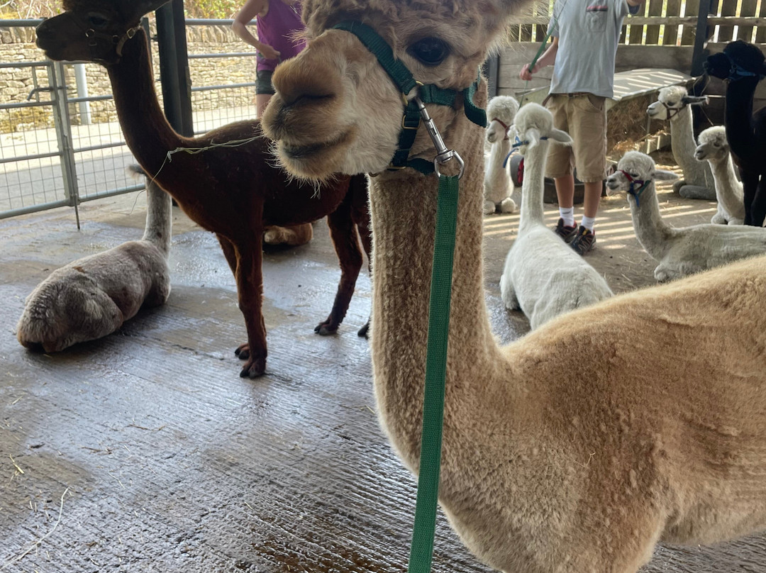 Cotswold Alpacas-切尔滕纳姆必去景点