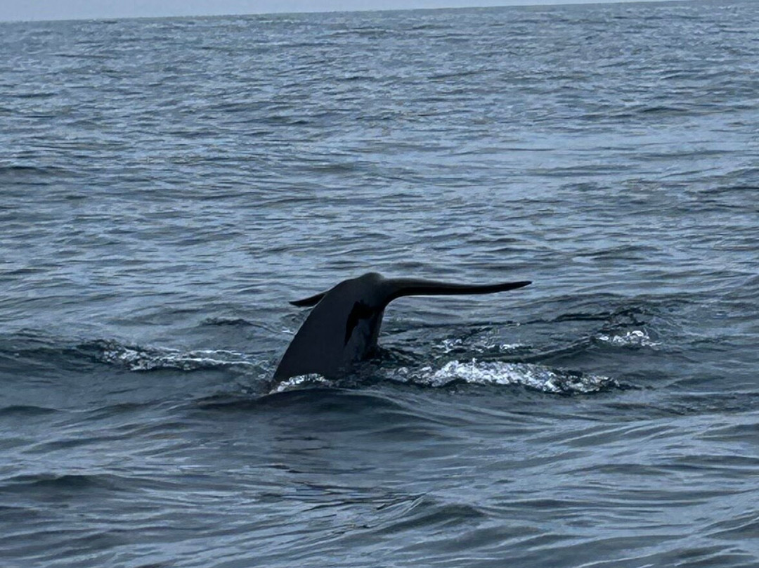 Oshan Whale Watch-Bay St. Lawrence必去景点