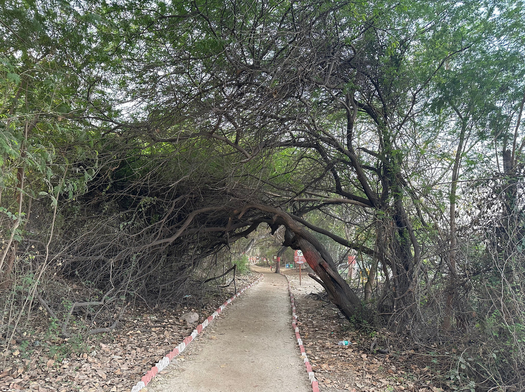 Okhla Bird Sanctuary-诺伊达必去景点