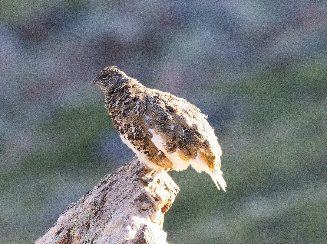 American Birding Guides
