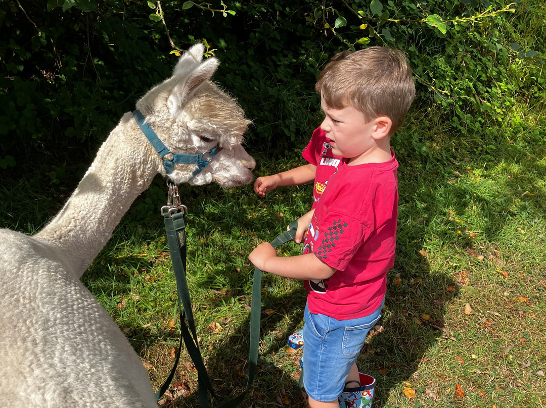 Woodlands Alpaca Farm-沃灵顿必去景点