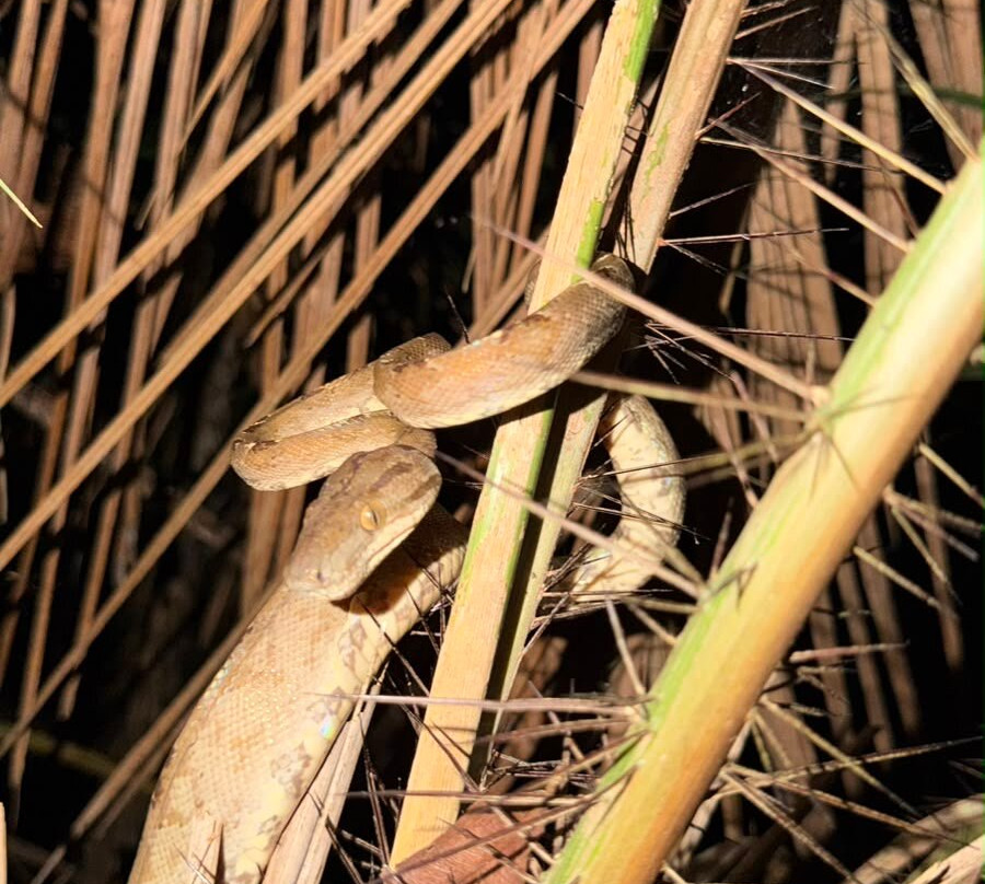 Cuyabeno Dolphin Lodge-Cuyabeno Wildlife Reserve必去景点