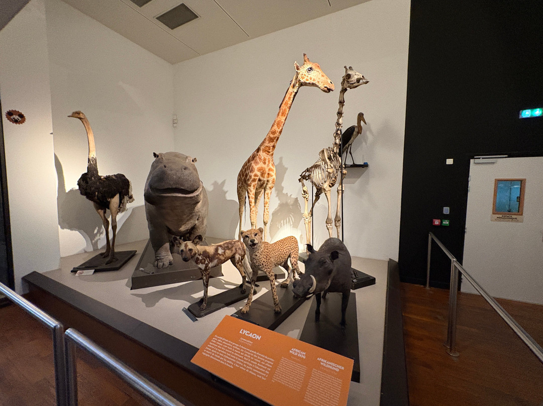 Muséum-Aquarium de Nancy-南锡必去景点
