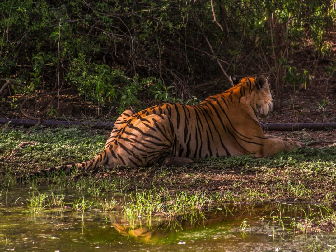 Sariska Tiger Reserve-阿尔瓦必去景点