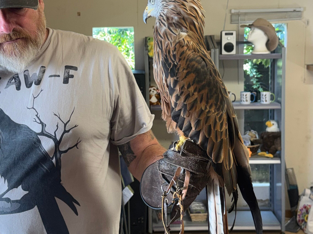 Lavenham Falconry-Monks Eleigh必去景点