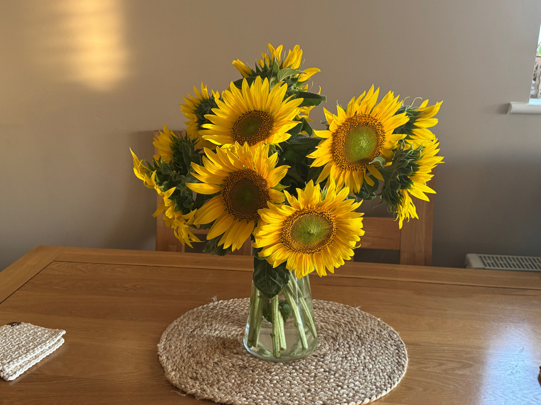 Writtle Sunflowers