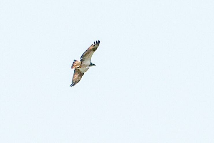 Birds Of Poole Harbour Events-普尔必去景点