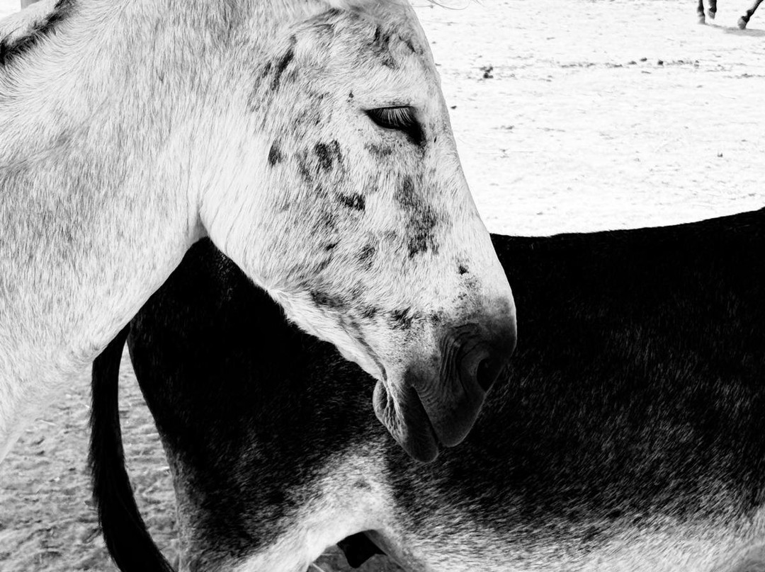 Easy Horse Care Rescue Centre-罗哈莱斯必去景点