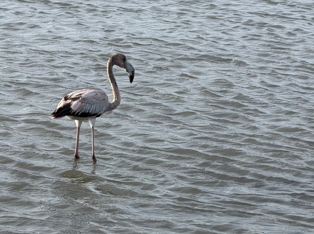 Flamingo Sanctuary Sint Willibrordus-Sint Willibrordus必去景点