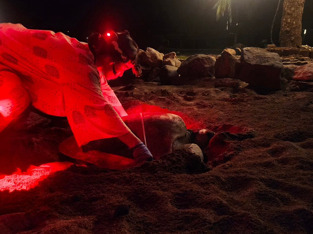 Save The Turtles Playa Venao-维纳欧海滩必去景点