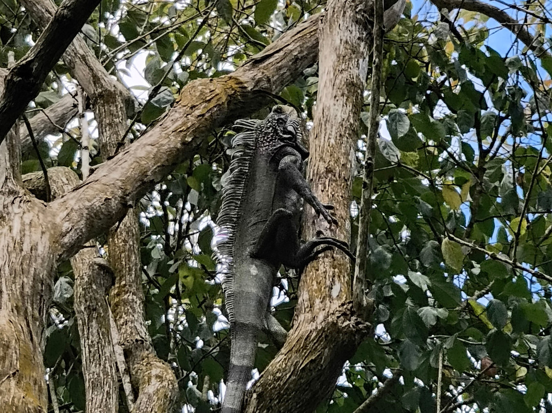 Phantasea Tropical Botanical Garden-圣 托马斯必去景点