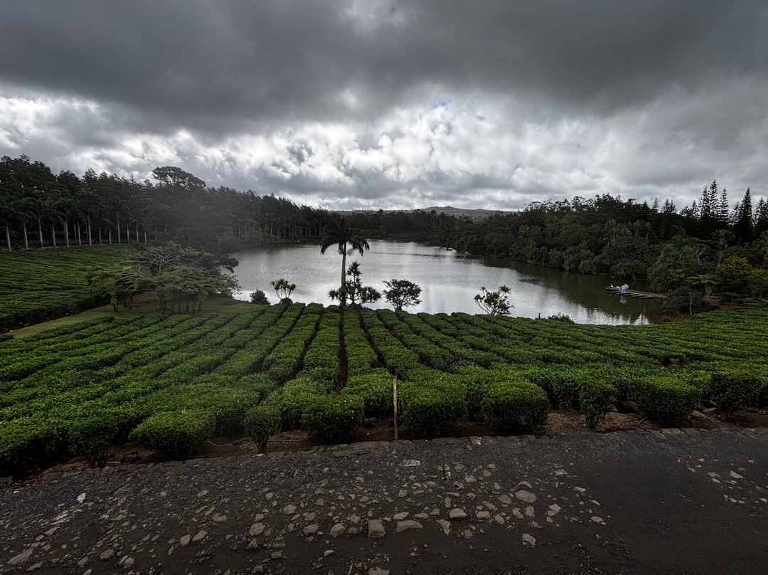 Bois Cheri Tea Factory and Tea Museum-Bois Cheri必去景点
