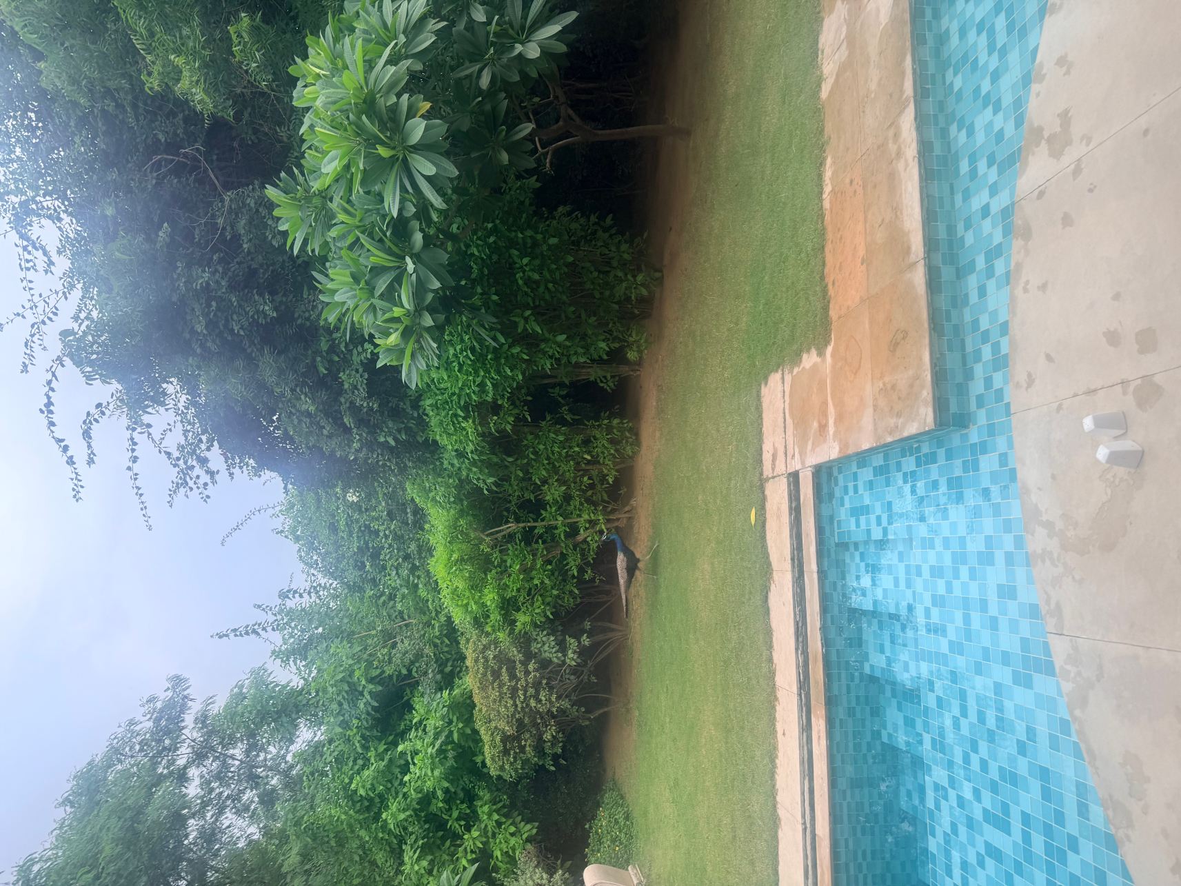 齐普尔生命之树水疗度假村-旅行者