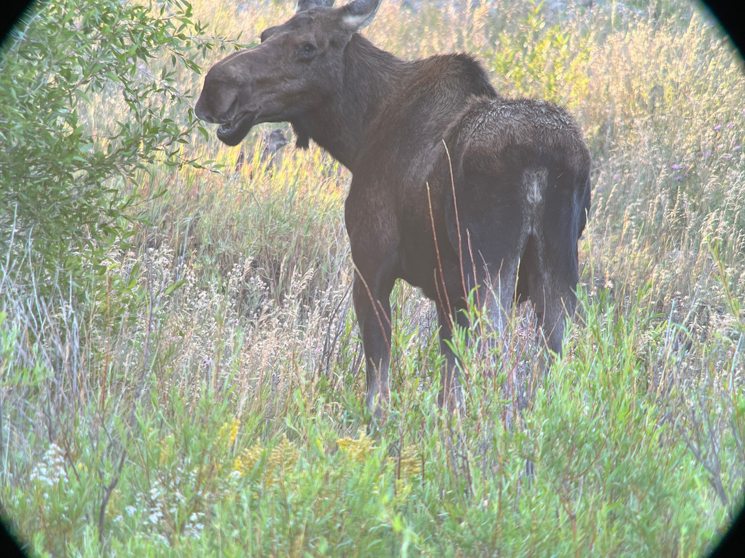 Jackson Hole Eco Tour Adventures-杰克逊必去景点