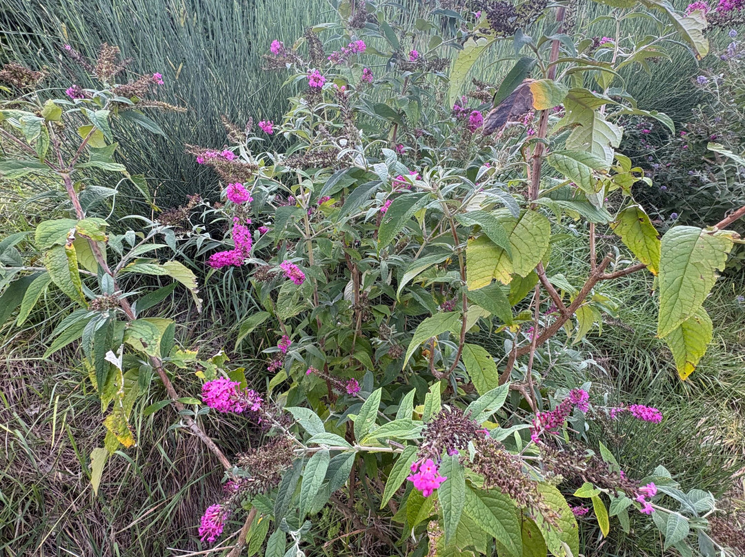 Il Giardino delle Farfalle-Cessapalombo必去景点