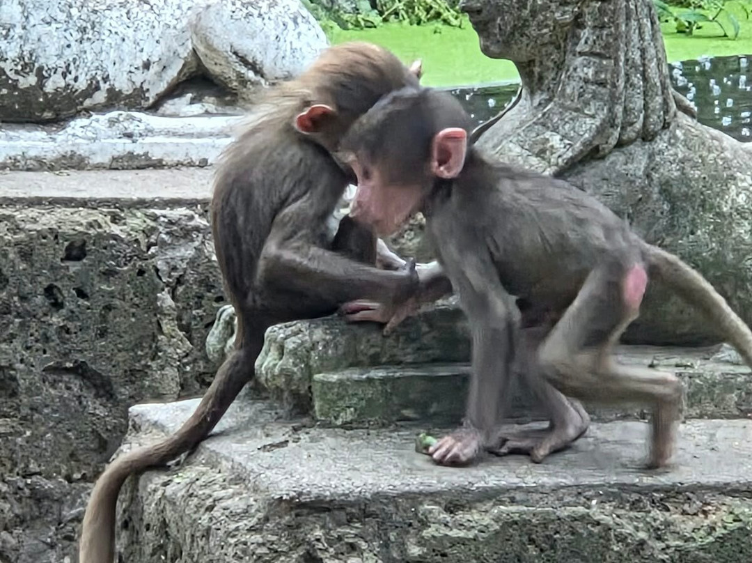 DierenPark Amersfoort-阿默斯福特必去景点