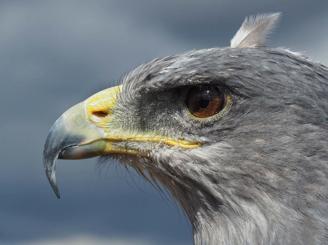 Birds of Prey Centre-Wilstead必去景点