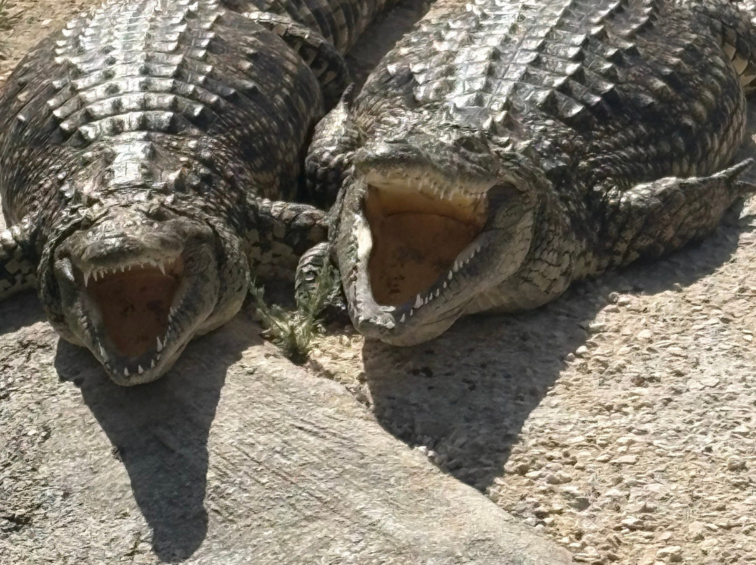 Crocodile Park-托雷莫里诺斯必去景点