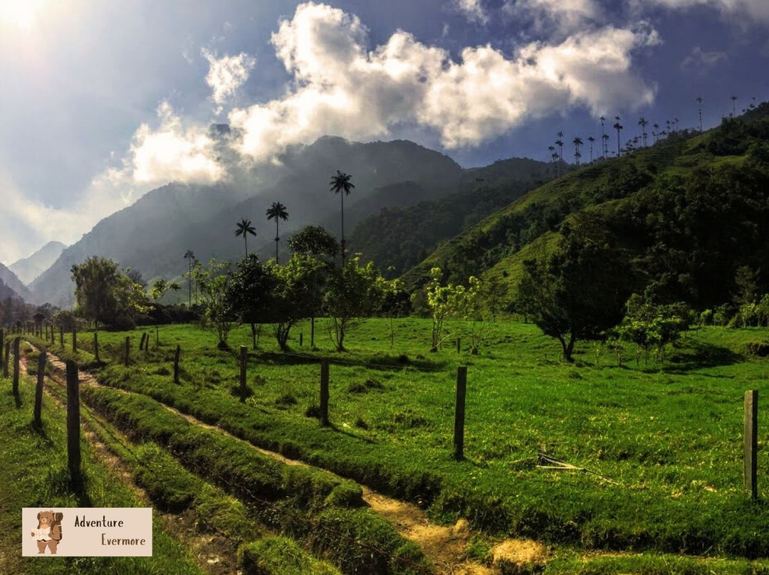 Valle De Cocora-萨伦托必去景点