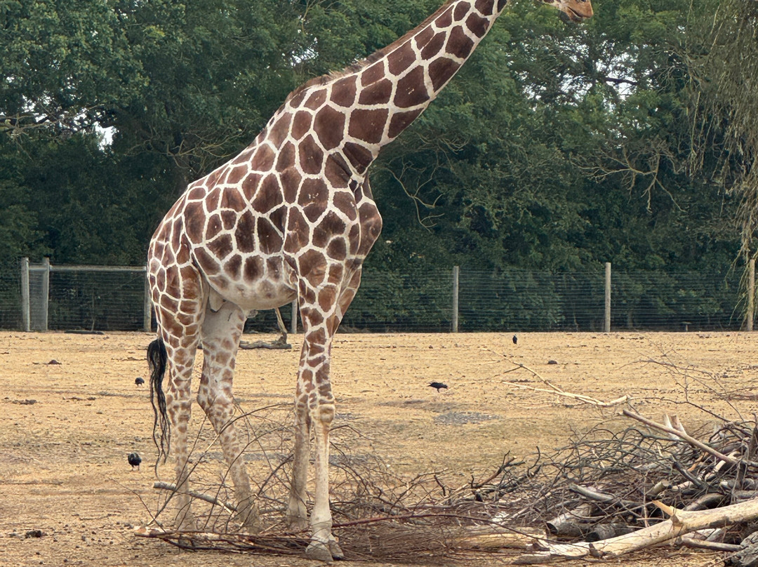 Yorkshire Wildlife Park-Auckley必去景点
