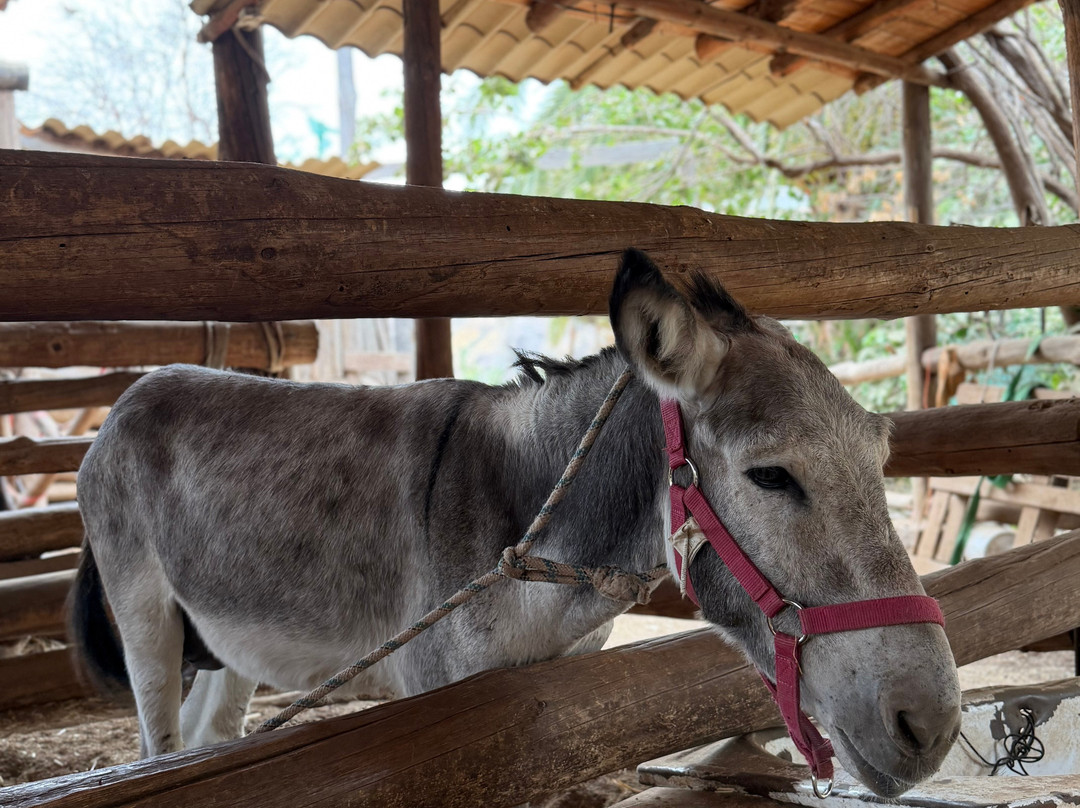 Burro Safari Las Tirajanas-大加那利岛拉斯帕尔马斯必去景点