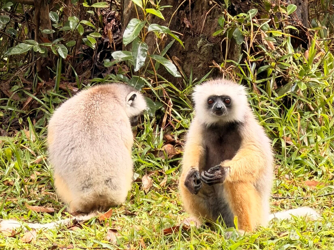 Wau Madagascar-安塔那那利佛必去景点