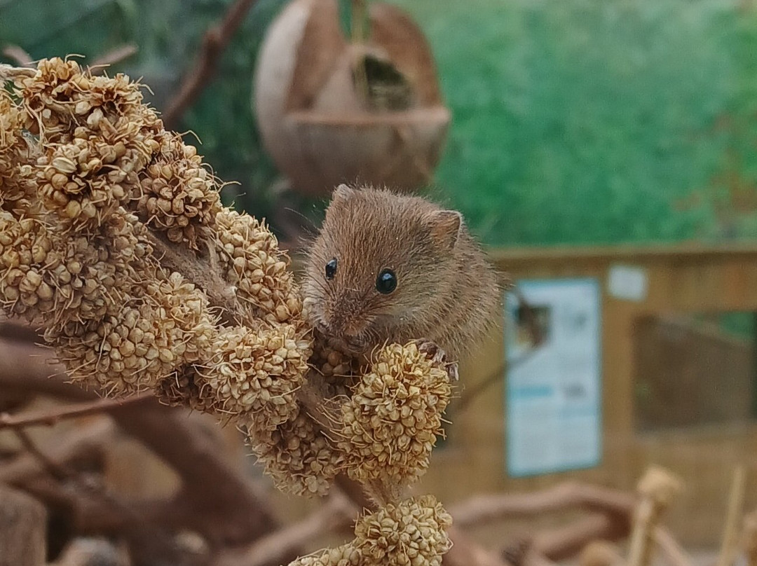 New Forest Wildlife Park-Ashurst必去景点