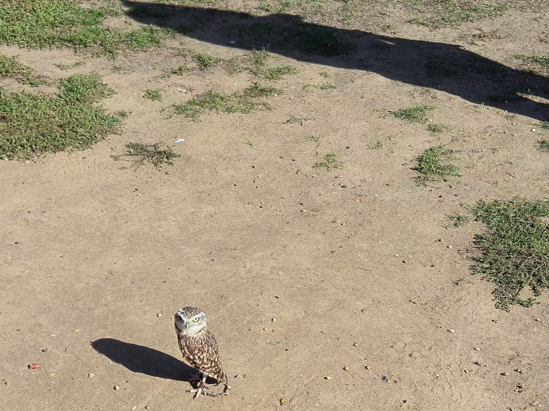 Lavenham Falconry-Monks Eleigh必去景点