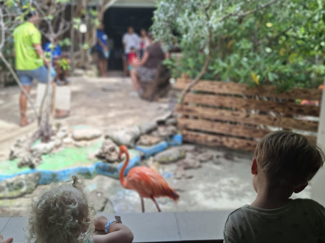 Curaçao Sea Aquarium-威廉斯塔德必去景点