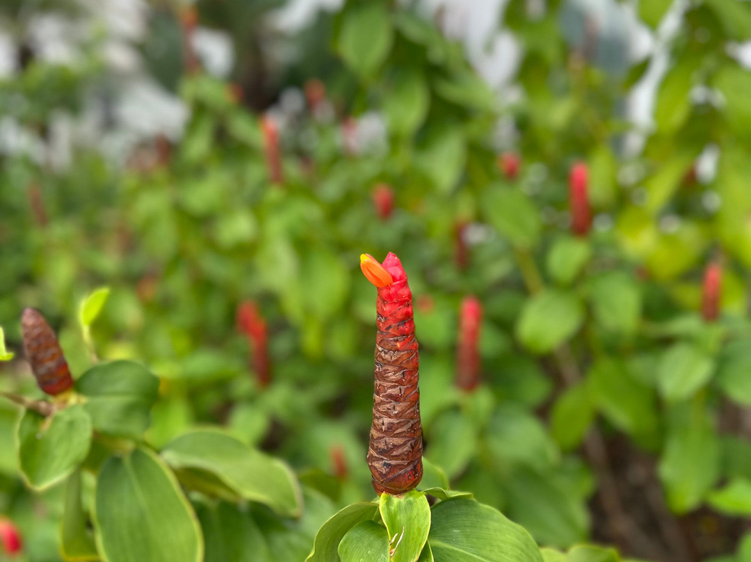 Laie Hawaii Temple & Visitors' Center-拉叶必去景点