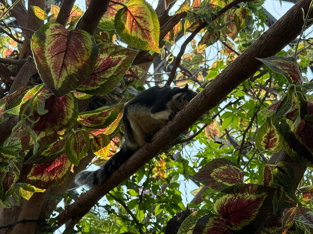 The Butterfly Gardens Abu Dhabi-阿布扎比必去景点