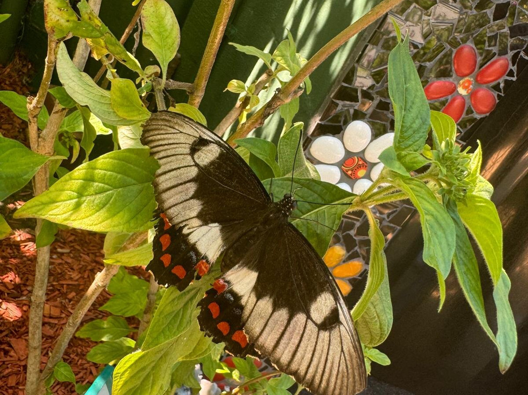 Bribie Island Butterfly House-Bongaree必去景点