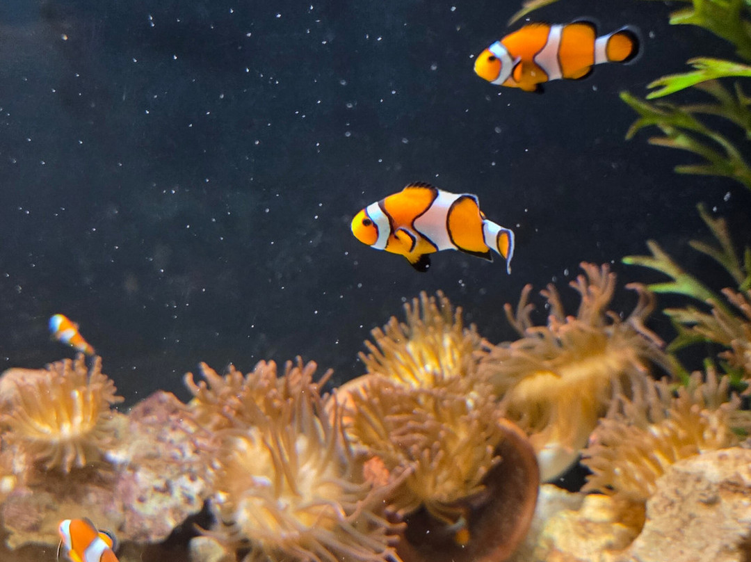 Blue Reef Aquarium-纽奎必去景点