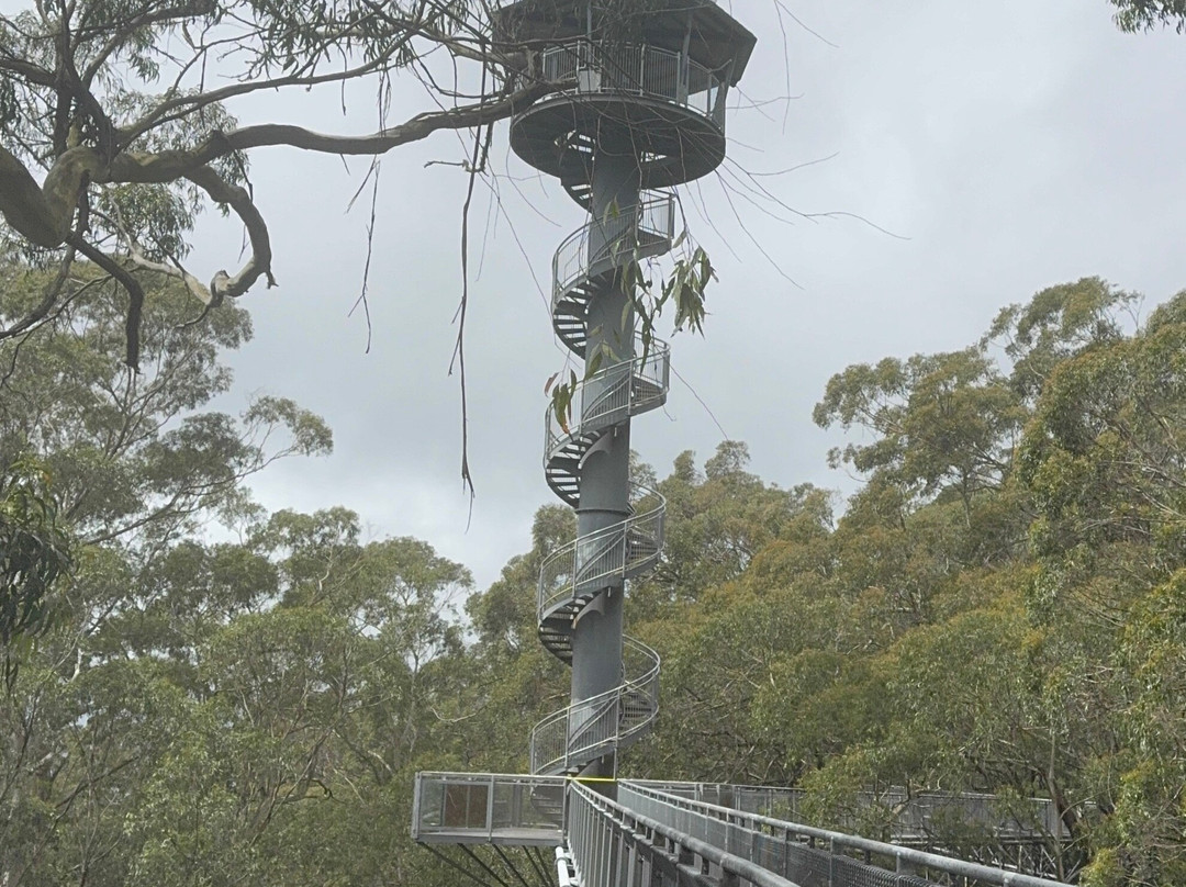 Illawarra Fly Treetop Walk-Knights Hill必去景点