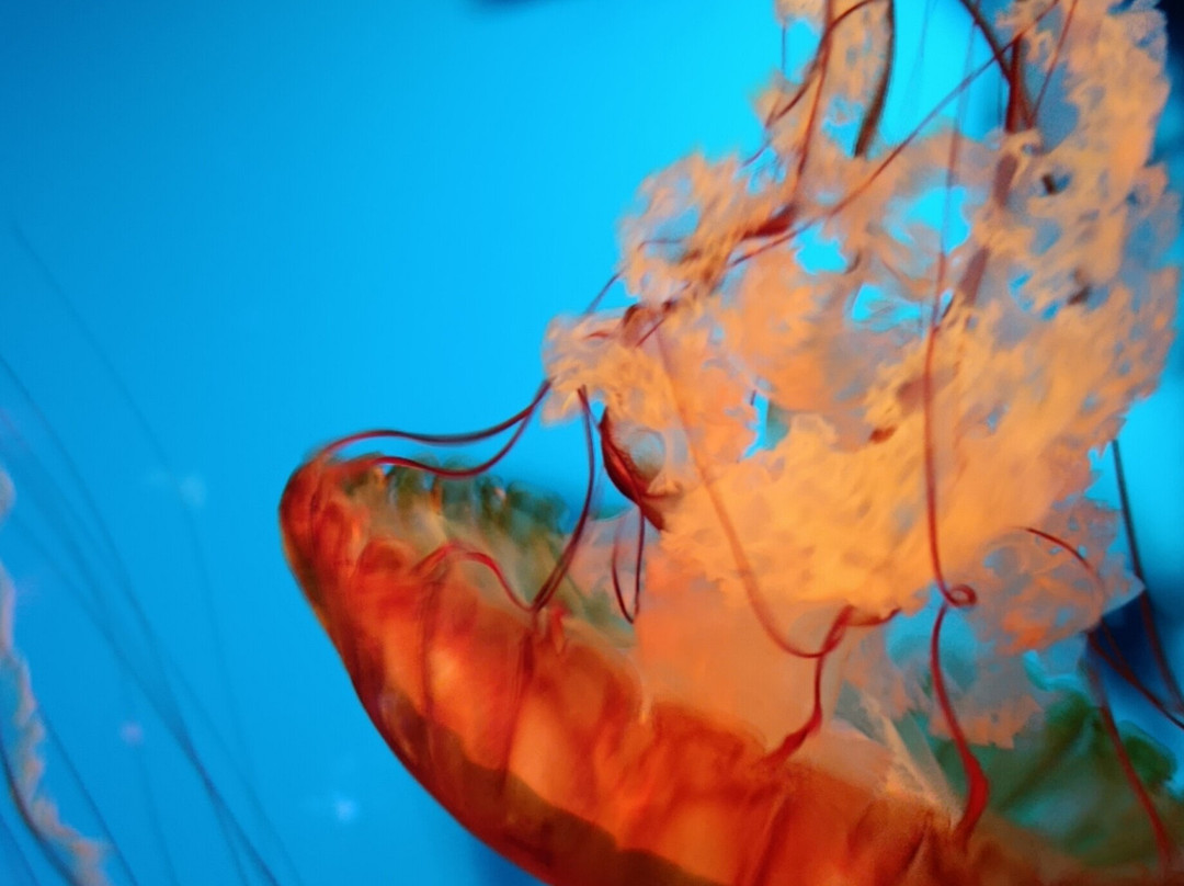 Aquarium du Québec-魁北克市必去景点