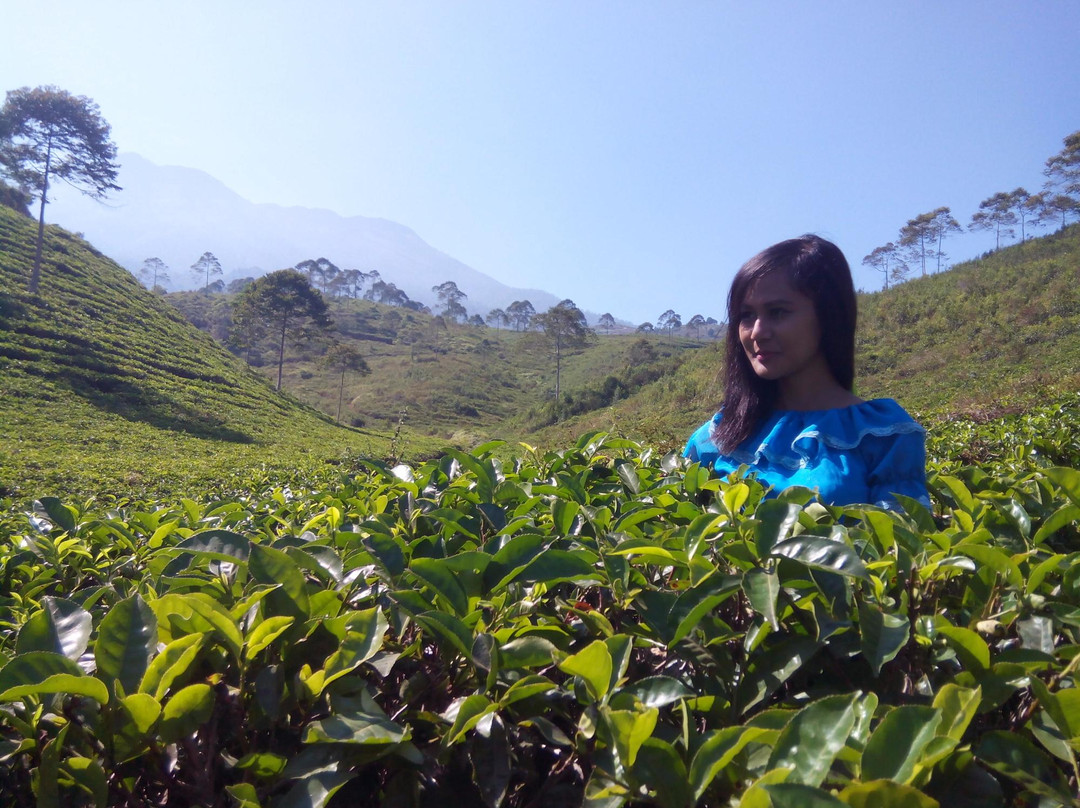 Kemuning Tea Plantation景点图片