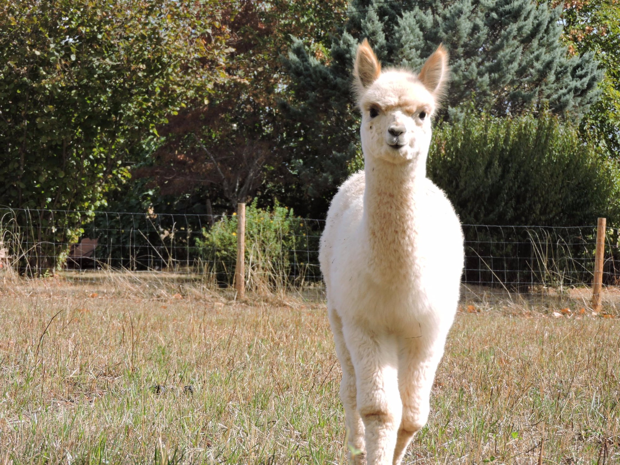 The Alpaca B&B-官方
