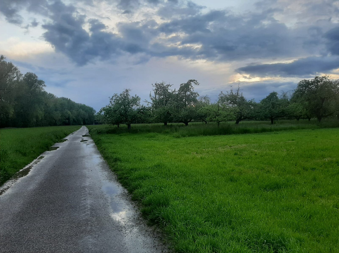 Marbach am Neckar旅游攻略图片