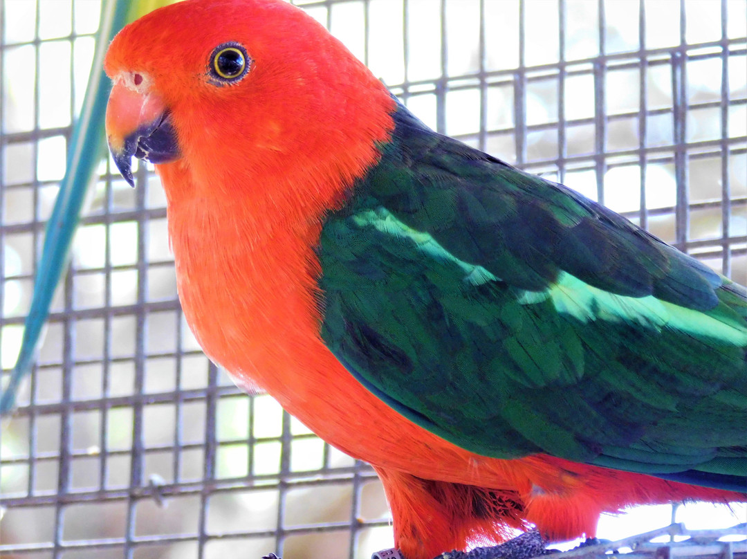 Ziggy's Haven Bird Sanctuary