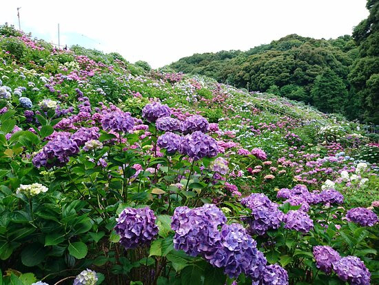 Hydrangeas Village Katahara Onsen景点图片