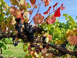 Shawsgate Vineyard-Framlingham必去景点