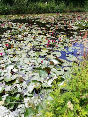 Penrose Water Gardens景点图片