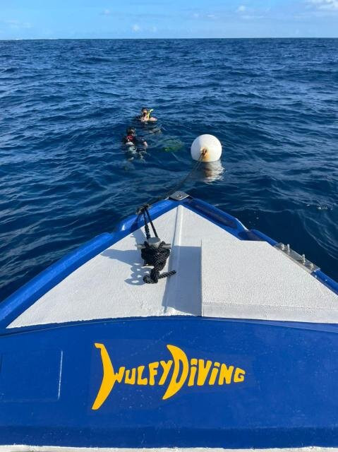 Wulfy Diving景点图片
