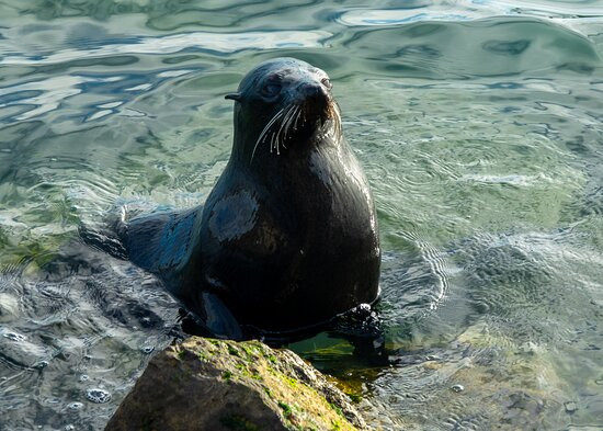 Port Vincent Motel & Apartments主图