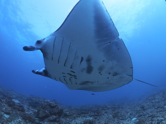 Blue Paradise Diving-沙努尔必去景点