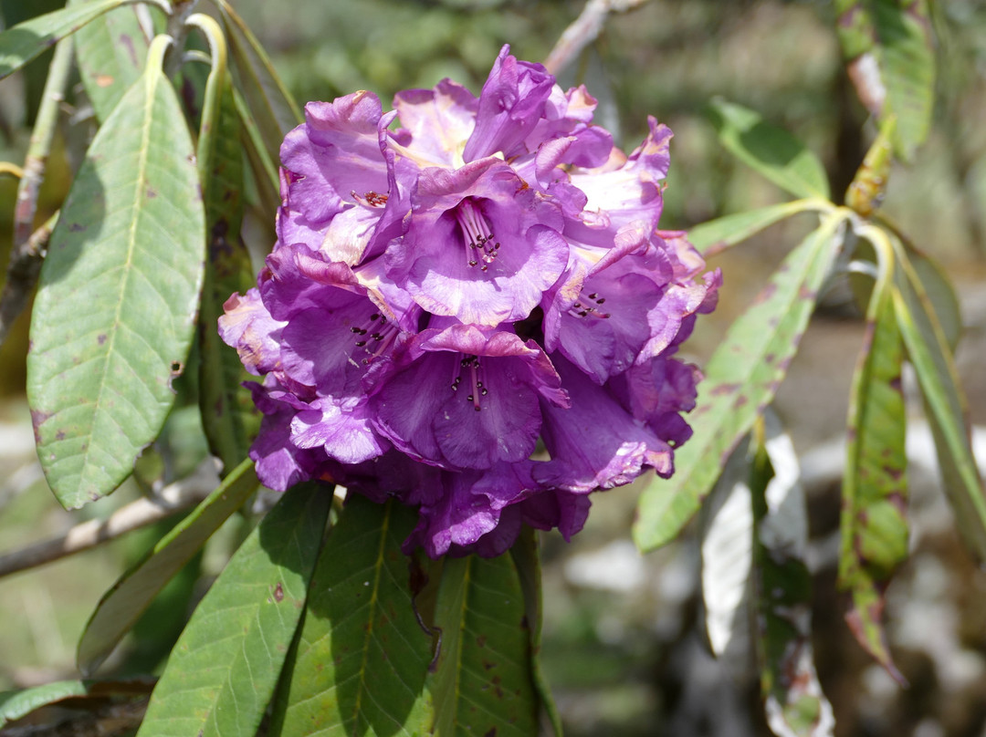 Shingba Rhododendron Sanctuary-North Sikkim必去景点