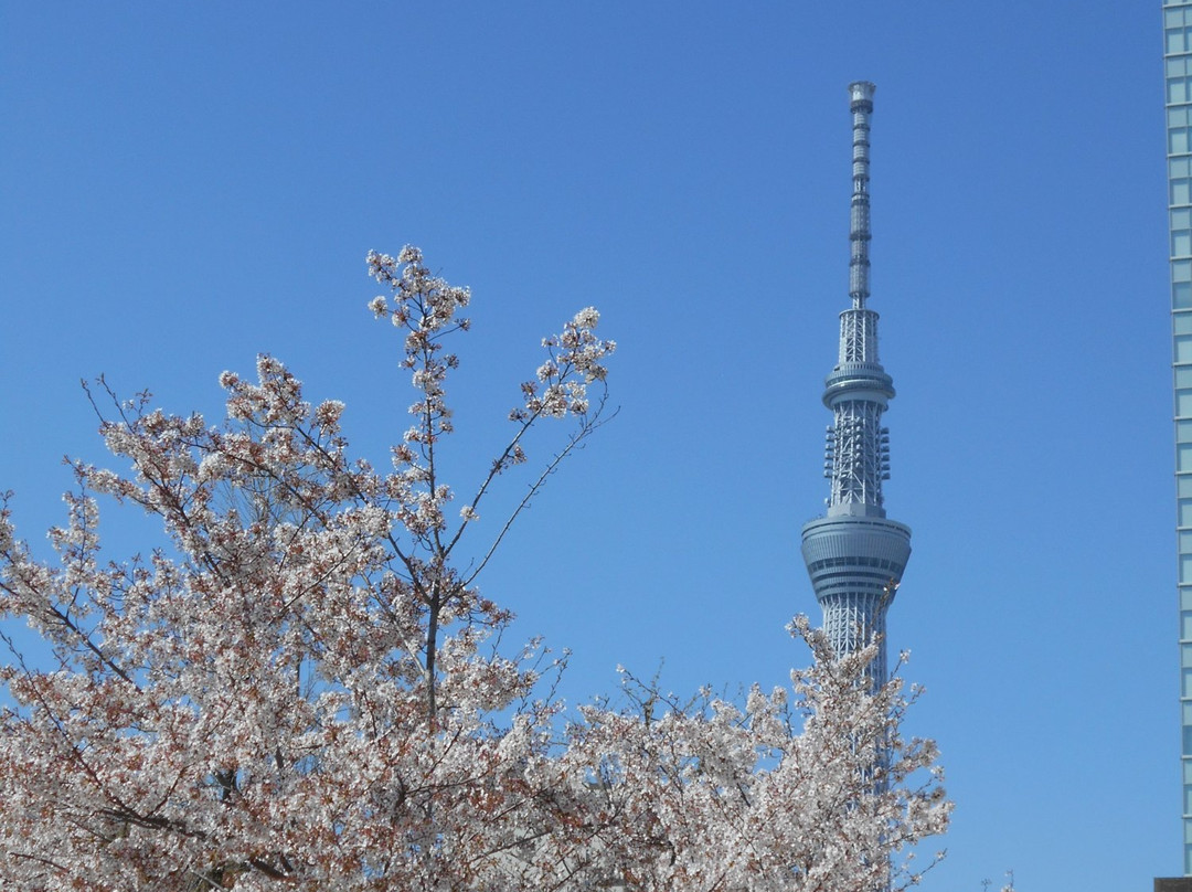 Kinshi Park景点图片